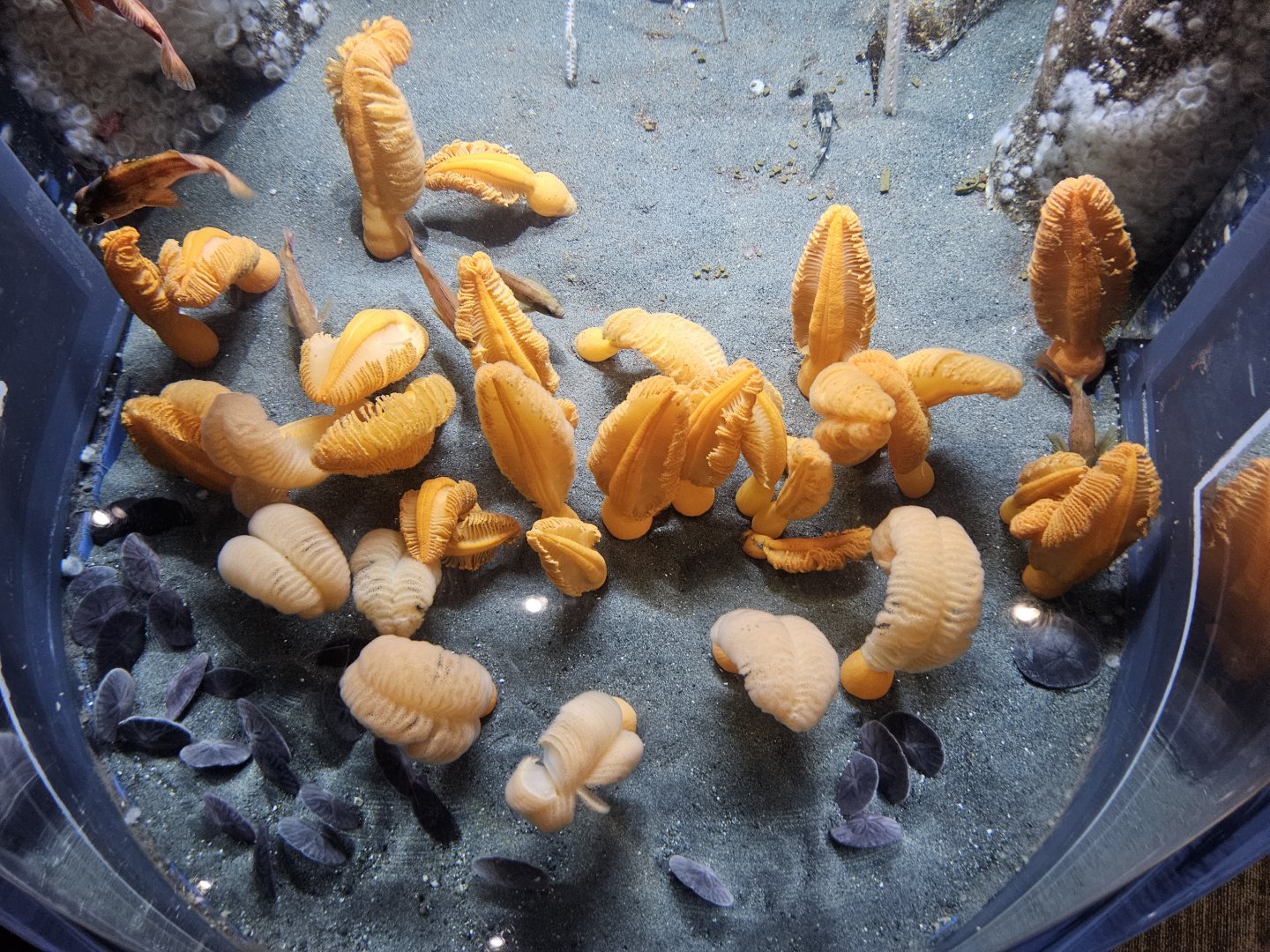 Sandy Bottom / Sea Pen Tank