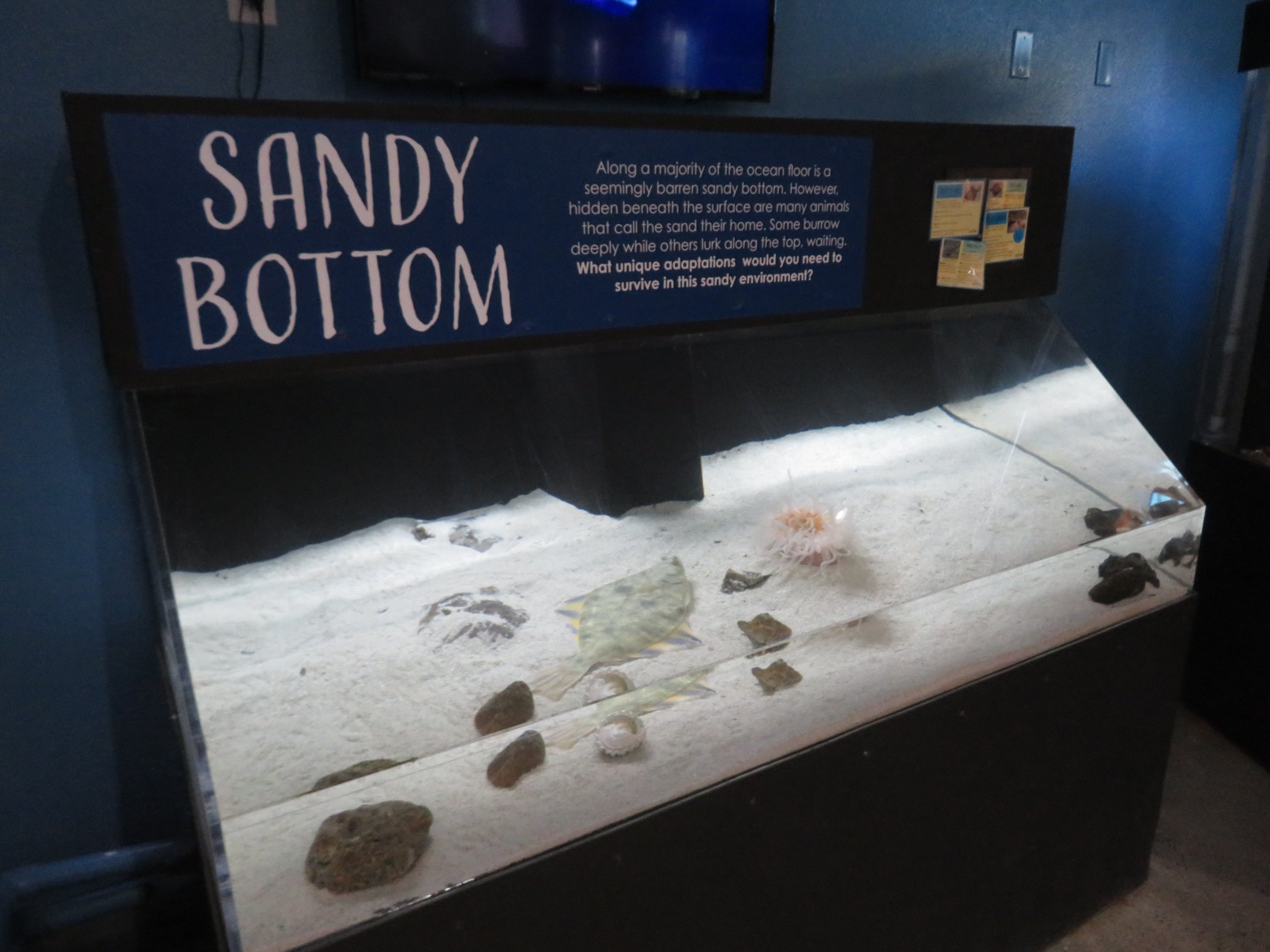 Sandy Bottom Tank