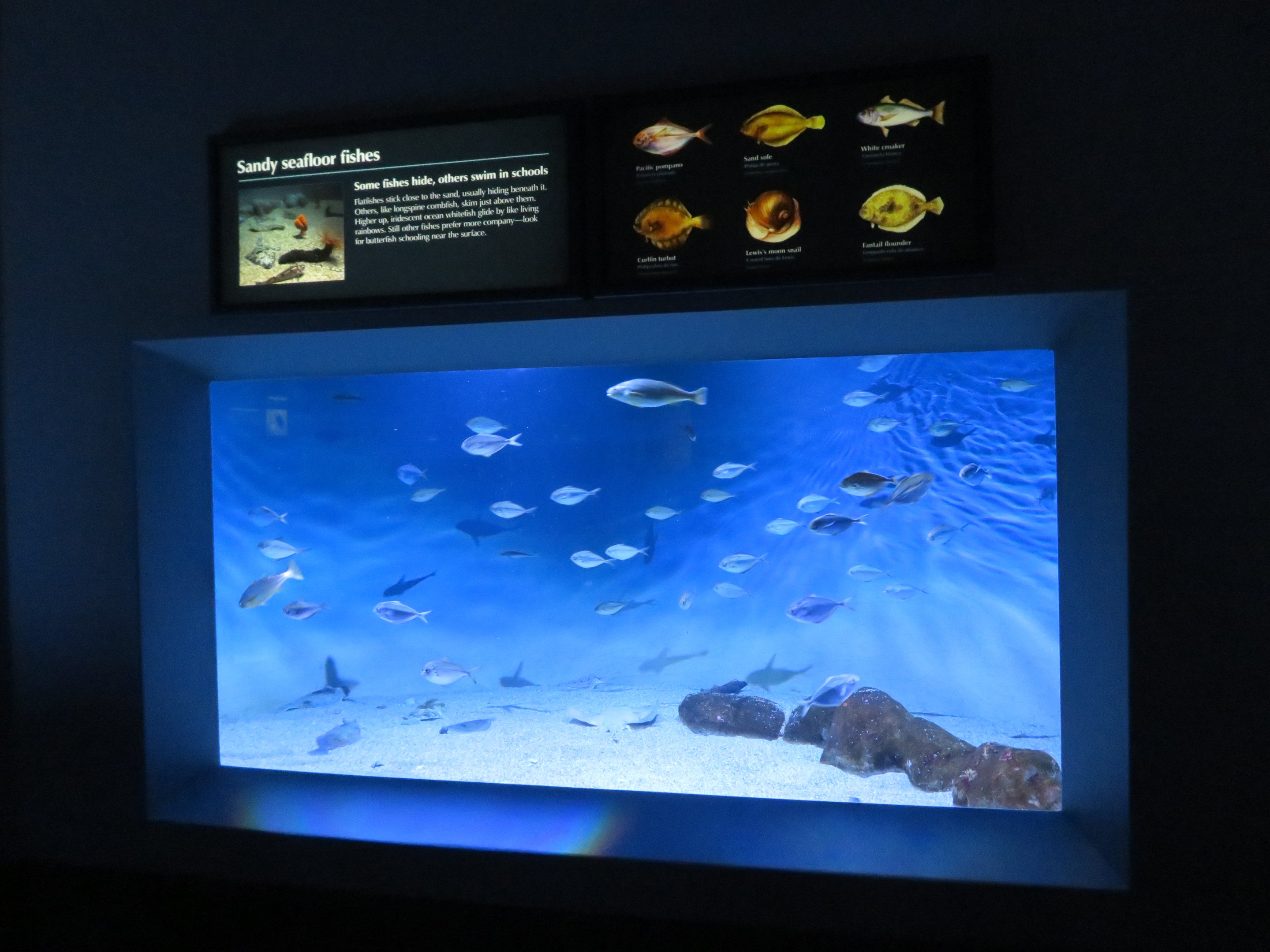 Sandy Seafloor Mixed Tank