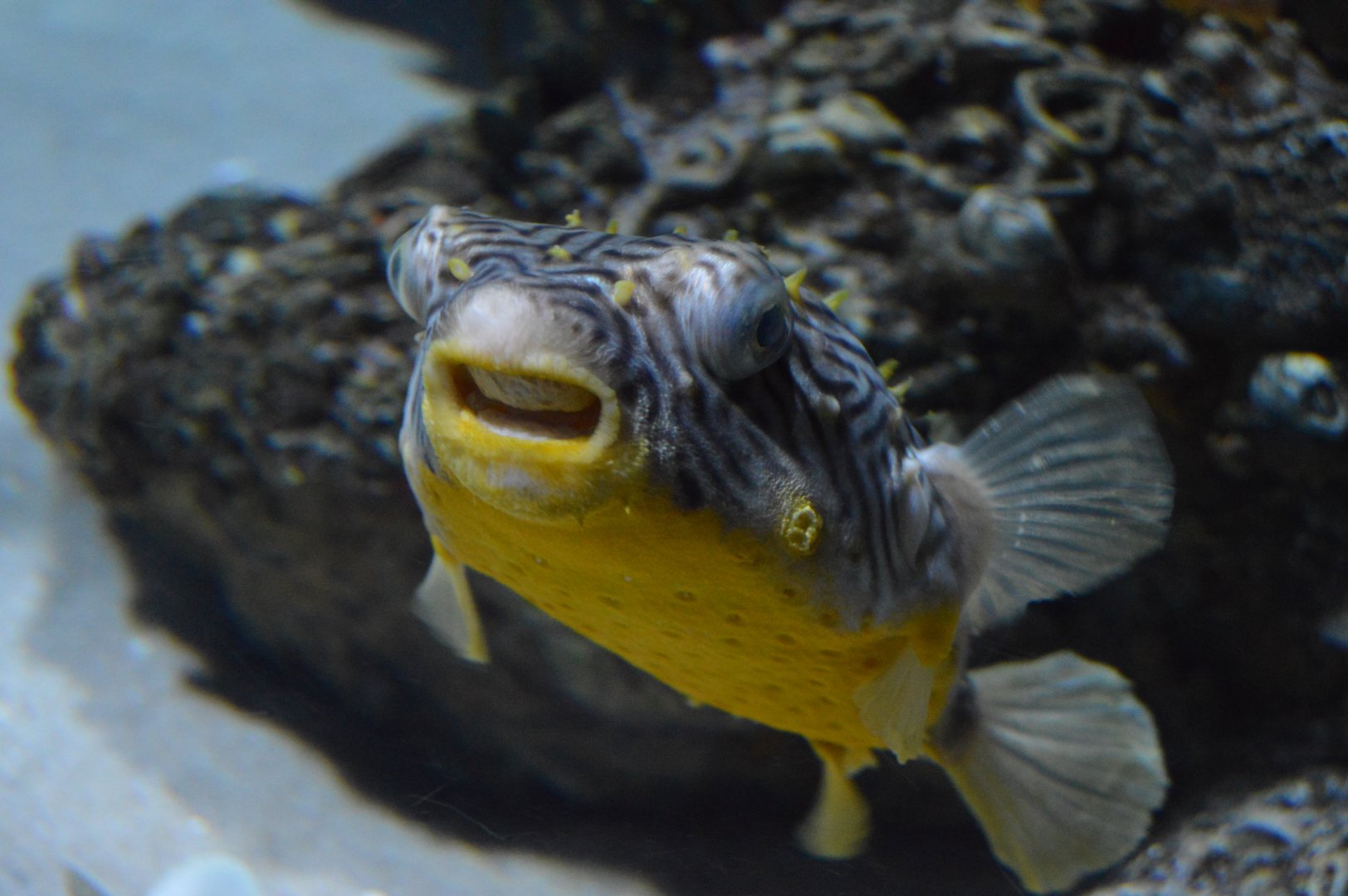 Sandy Seafloor - Striped Burrfish (Chilomycterus schoepfii)