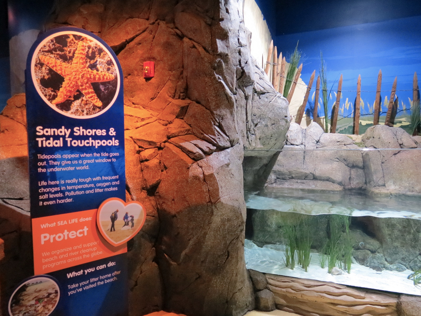 Sandy Shores Exhibit