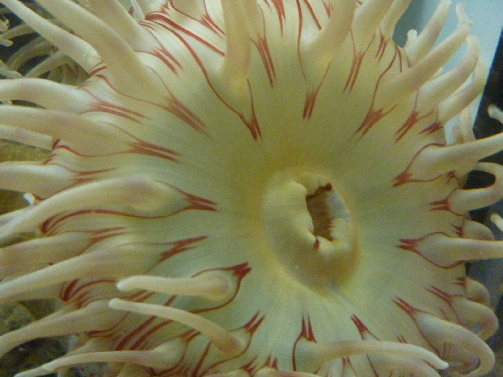 Sandy Shores Exhibits - Anemone