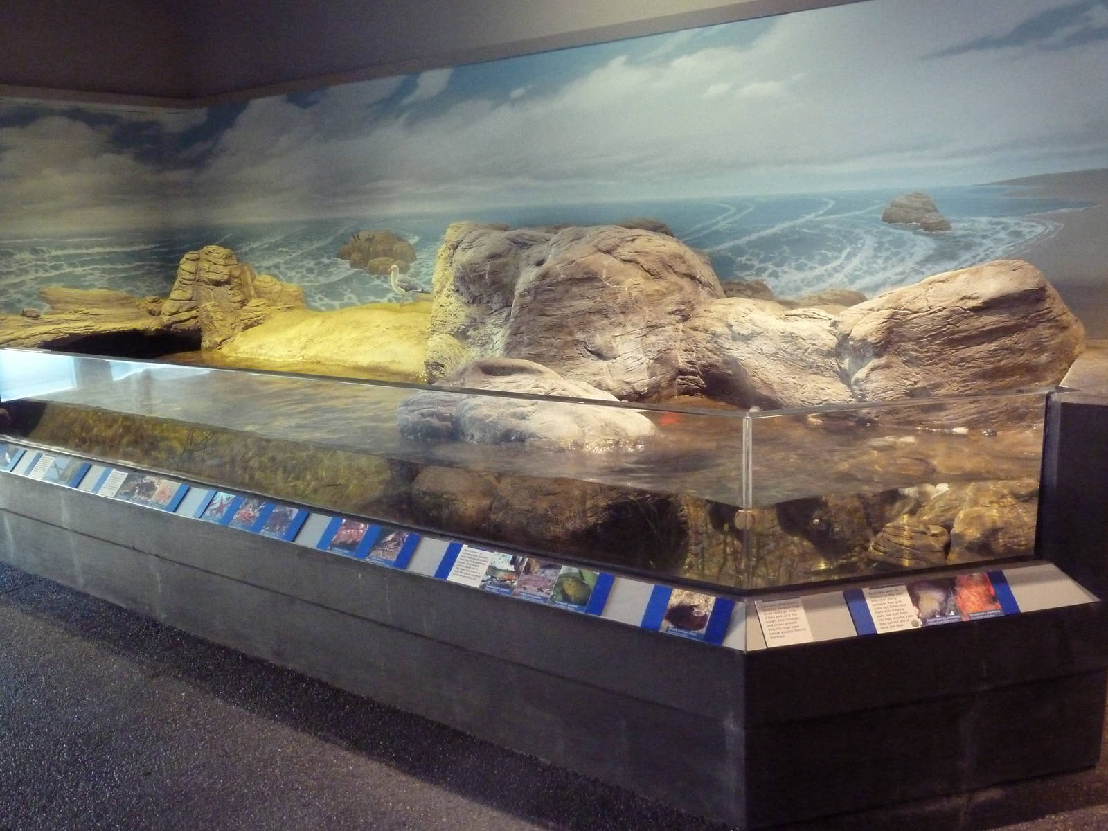 Sandy Shores Gallery