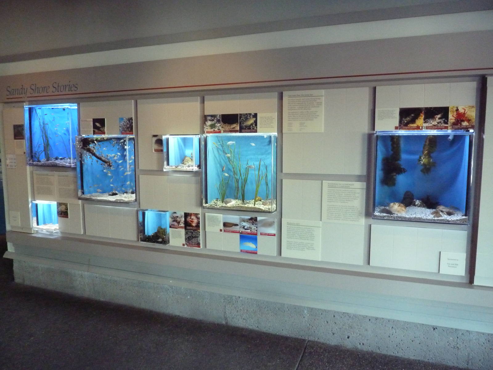 Sandy Shores Gallery