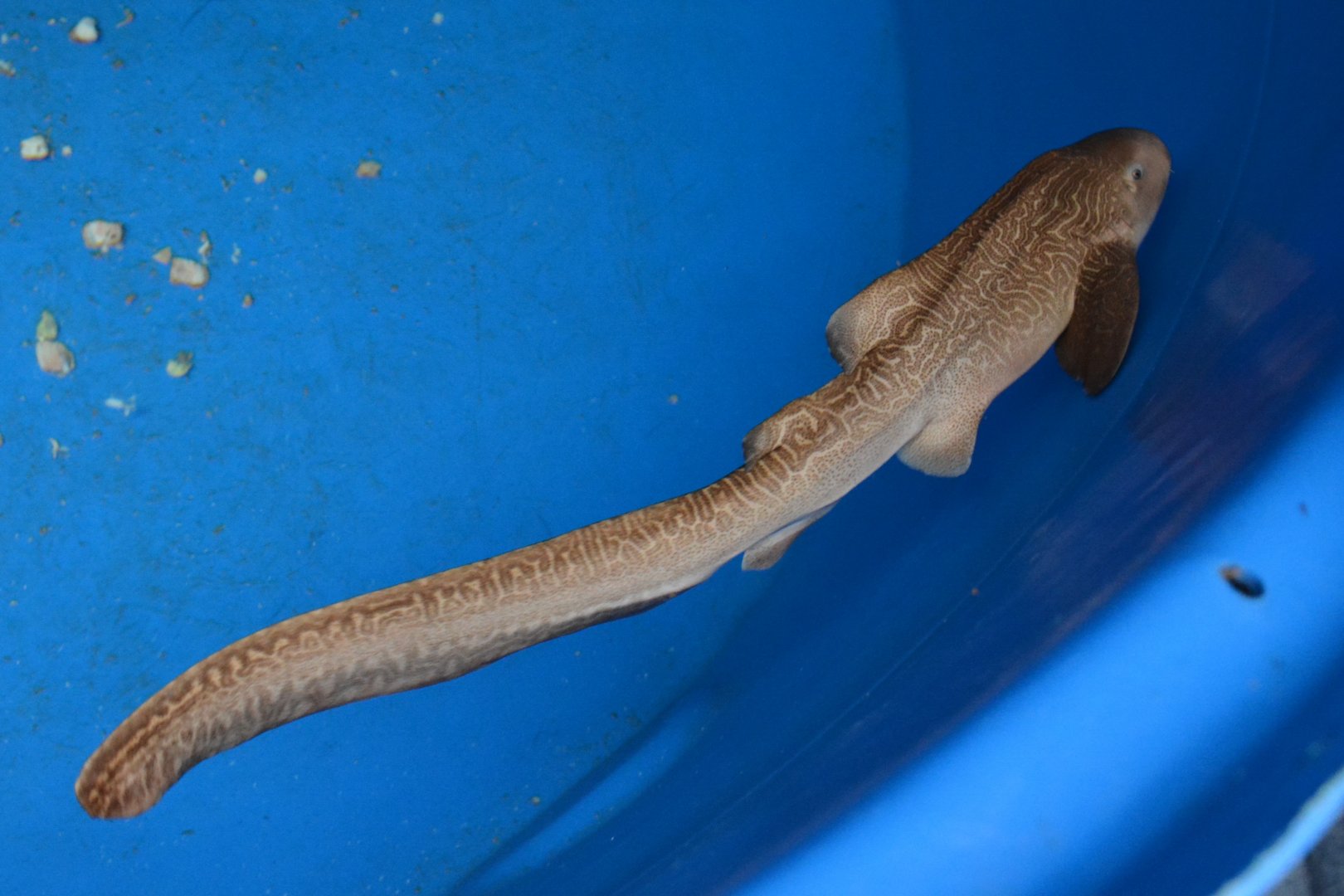 Sandy zebra shark (Stegostoma tigrinum) - very rare morph