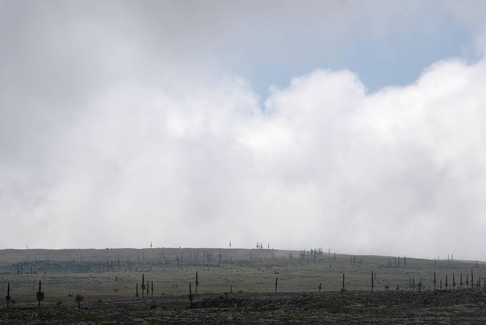 Sanetti Plateau, Bale Mountains NP, 15/10/14