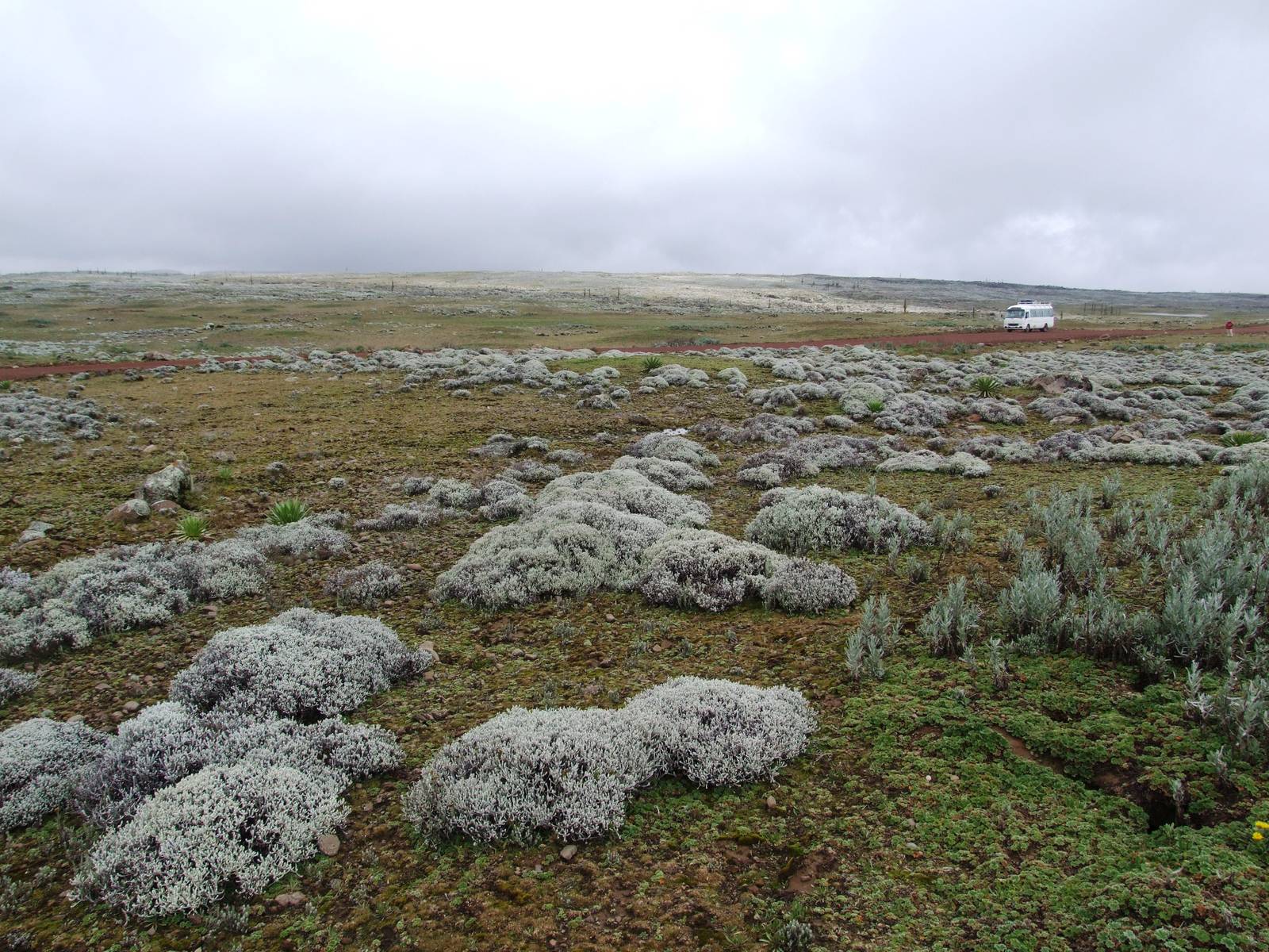 Sanetti Plateau, Bale Mountains NP, 15/10/14