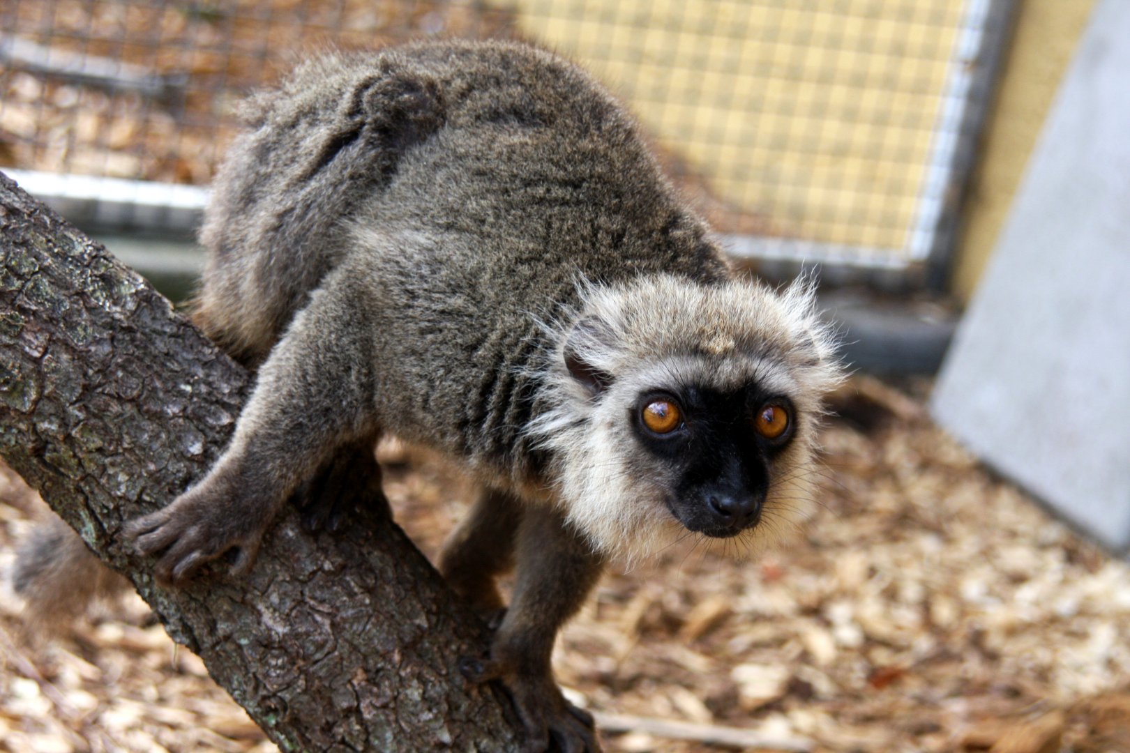 Sanford's brown lemur (Eulemur sanfordi)