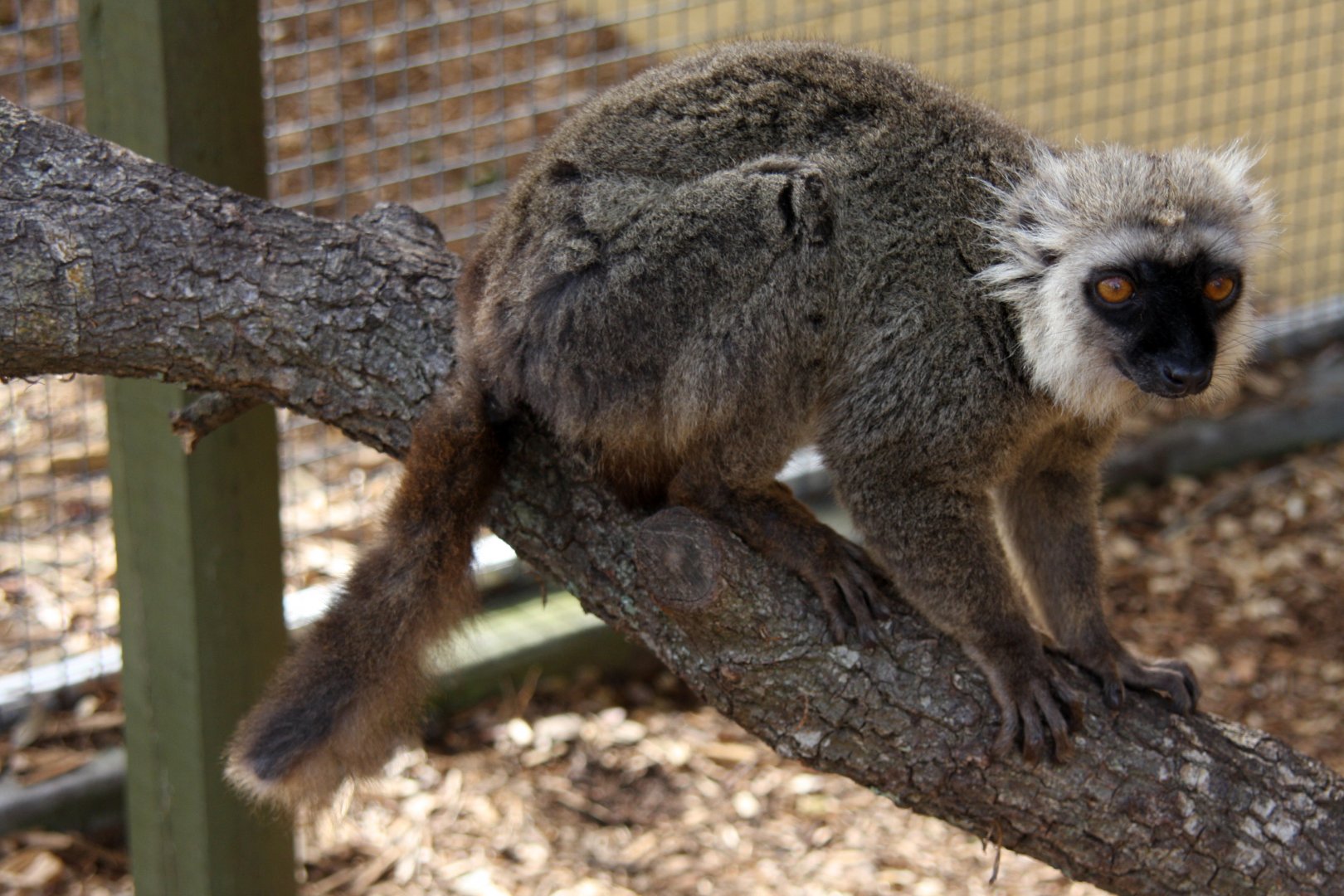 Sanford's brown lemur (Eulemur sanfordi)