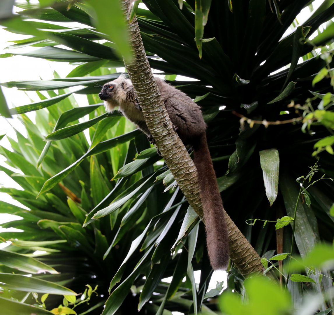 Sanford's brown lemur (Eulemur sanfordi)