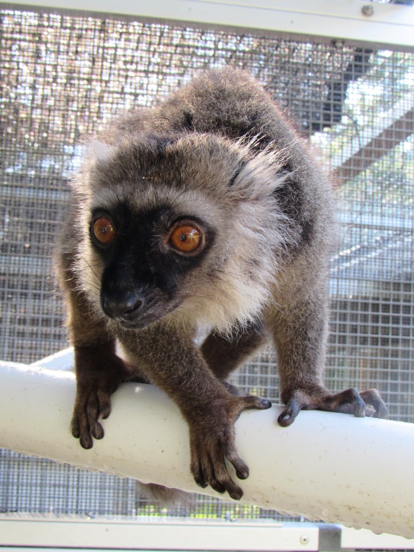 Sanford's lemur, Ikoto