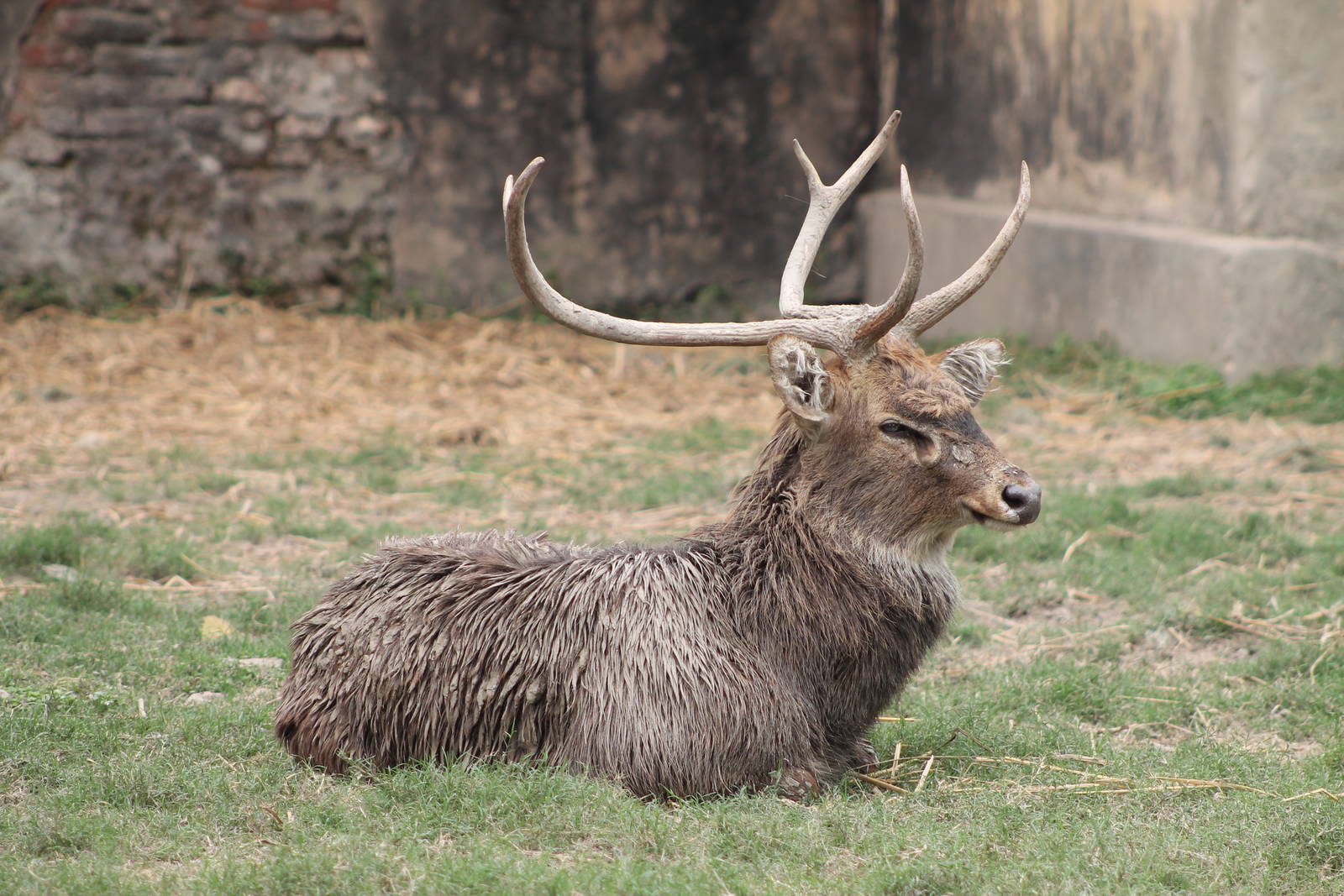 Sangai or Indian brow-antlered deer (Cervus eldii eldii)