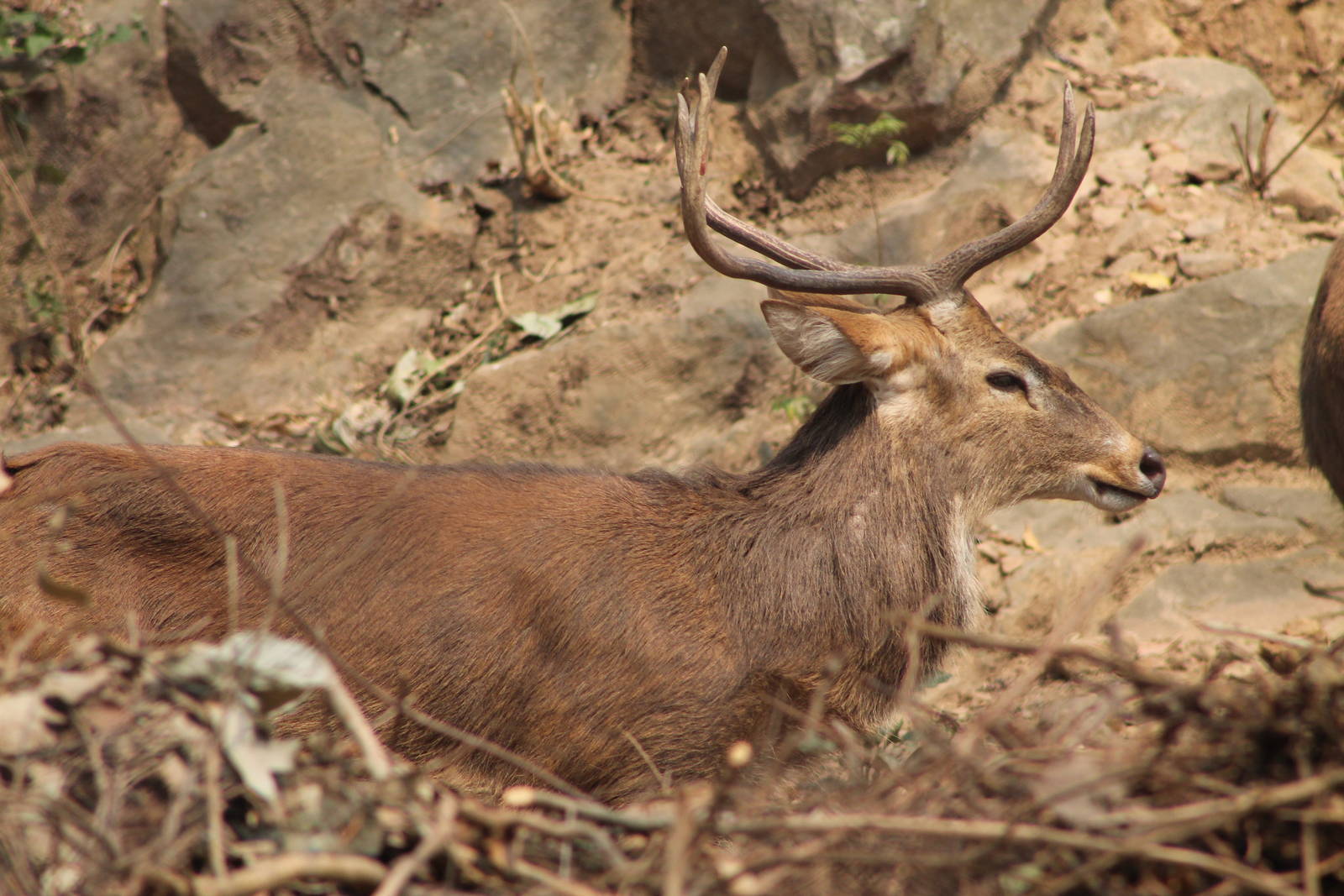 Sangai or Indian brow-antlered deer (Cervus eldii eldii)
