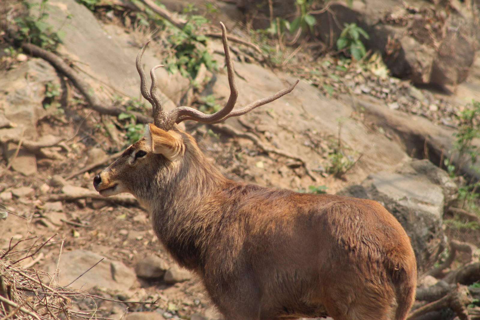 Sangai or Indian brow-antlered deer (Cervus eldii eldii)