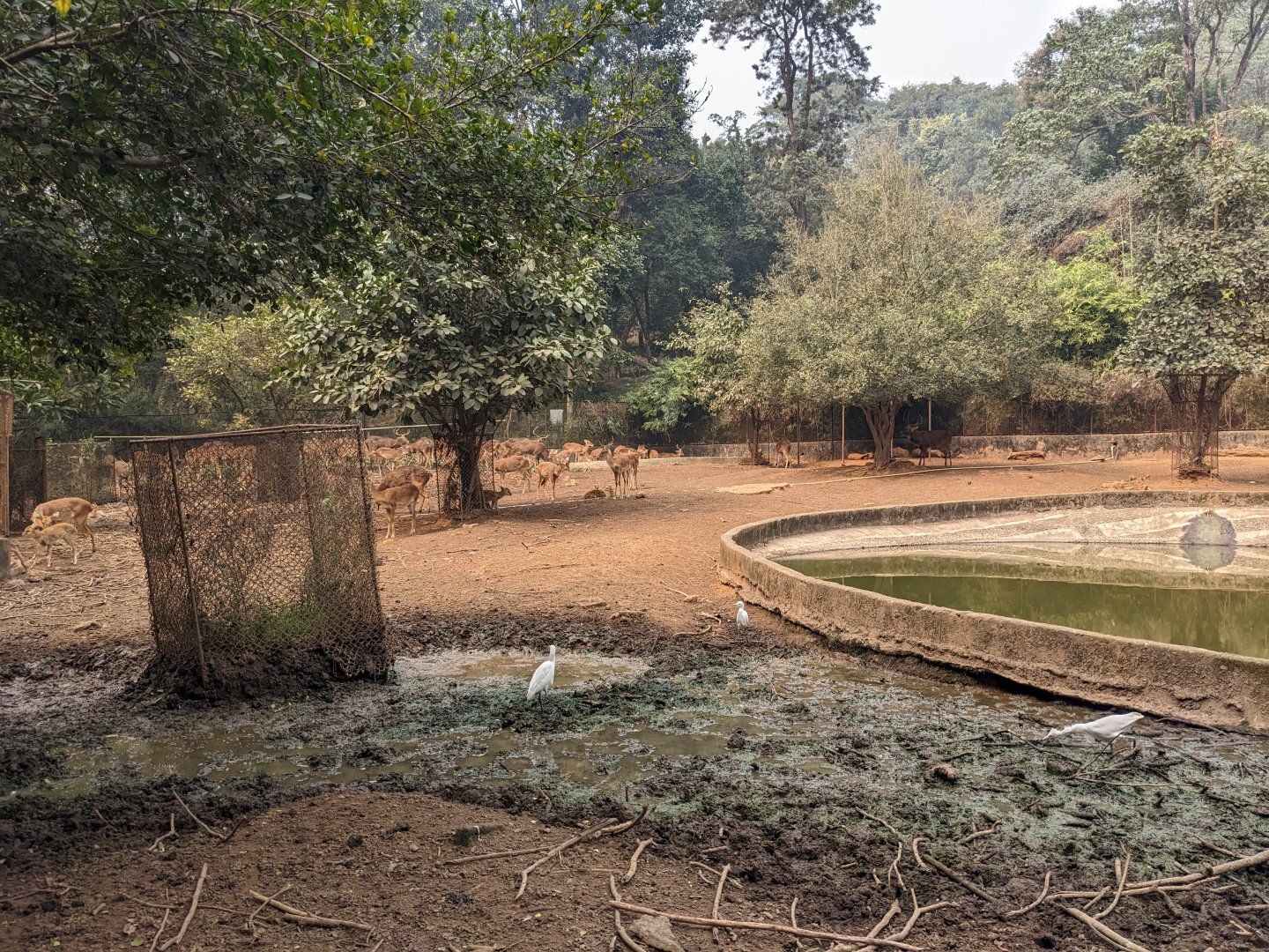 Sangai (or Manipur eld's deer) exhibit