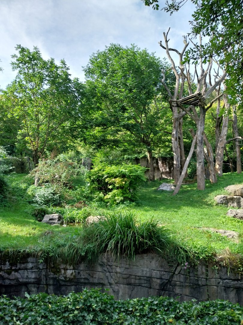 Sangay Bergnebelwald (spectacled bear)