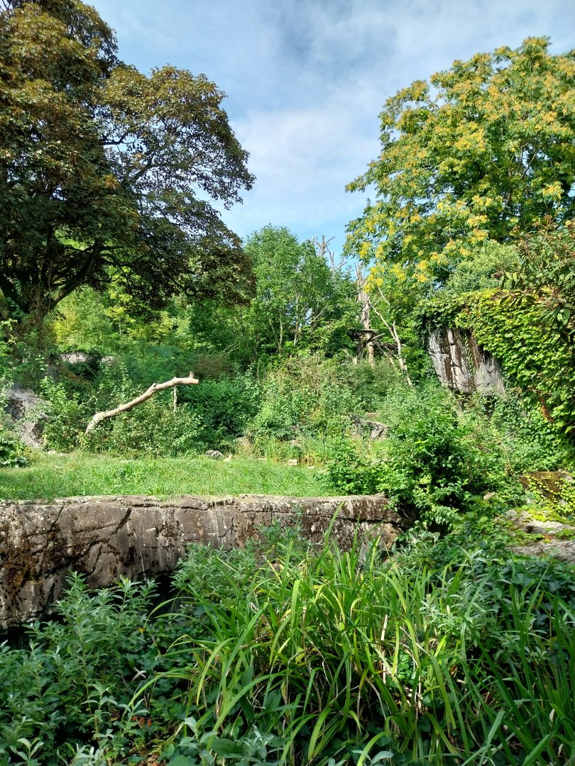 Sangay Bergnebelwald (spectacled bear)