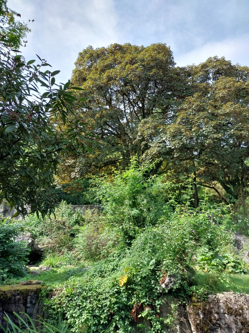 Sangay Bergnebelwald (spectacled bear)