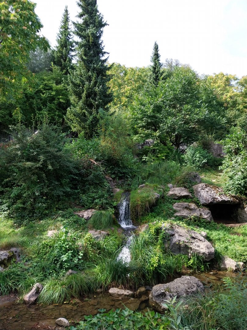 Sangay Bergnebelwald (spectacled bear)