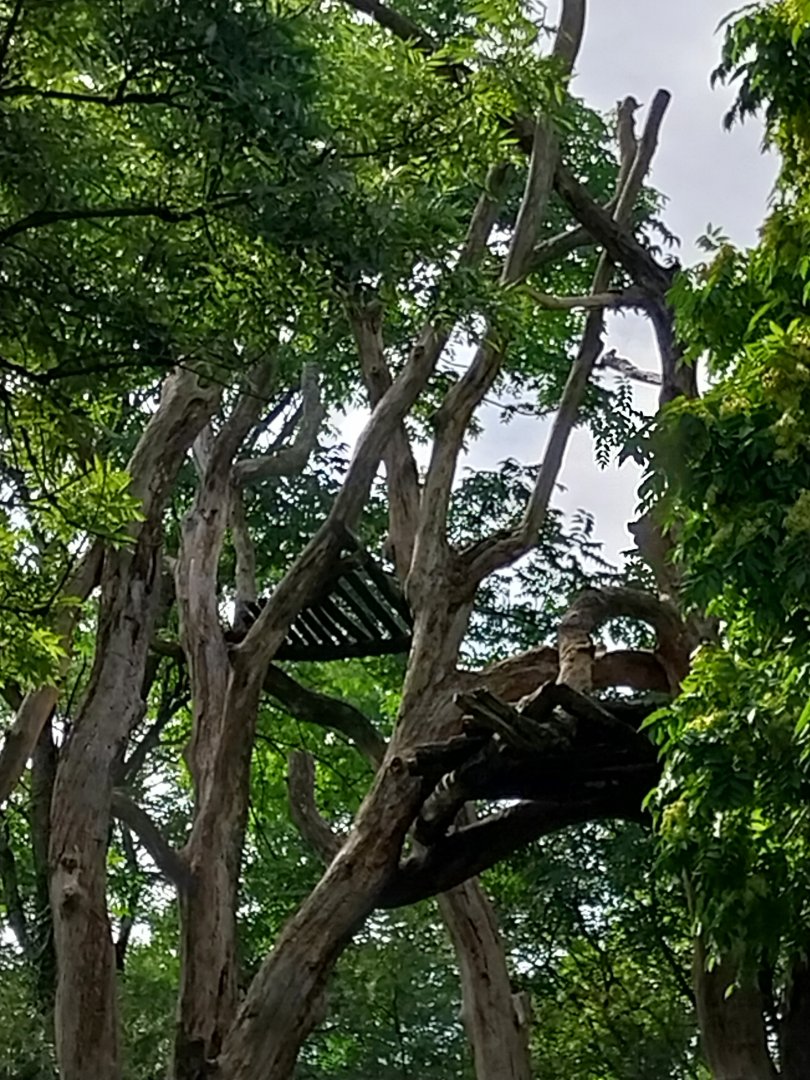 Sangay Bergnebelwald (spectacled bear)
