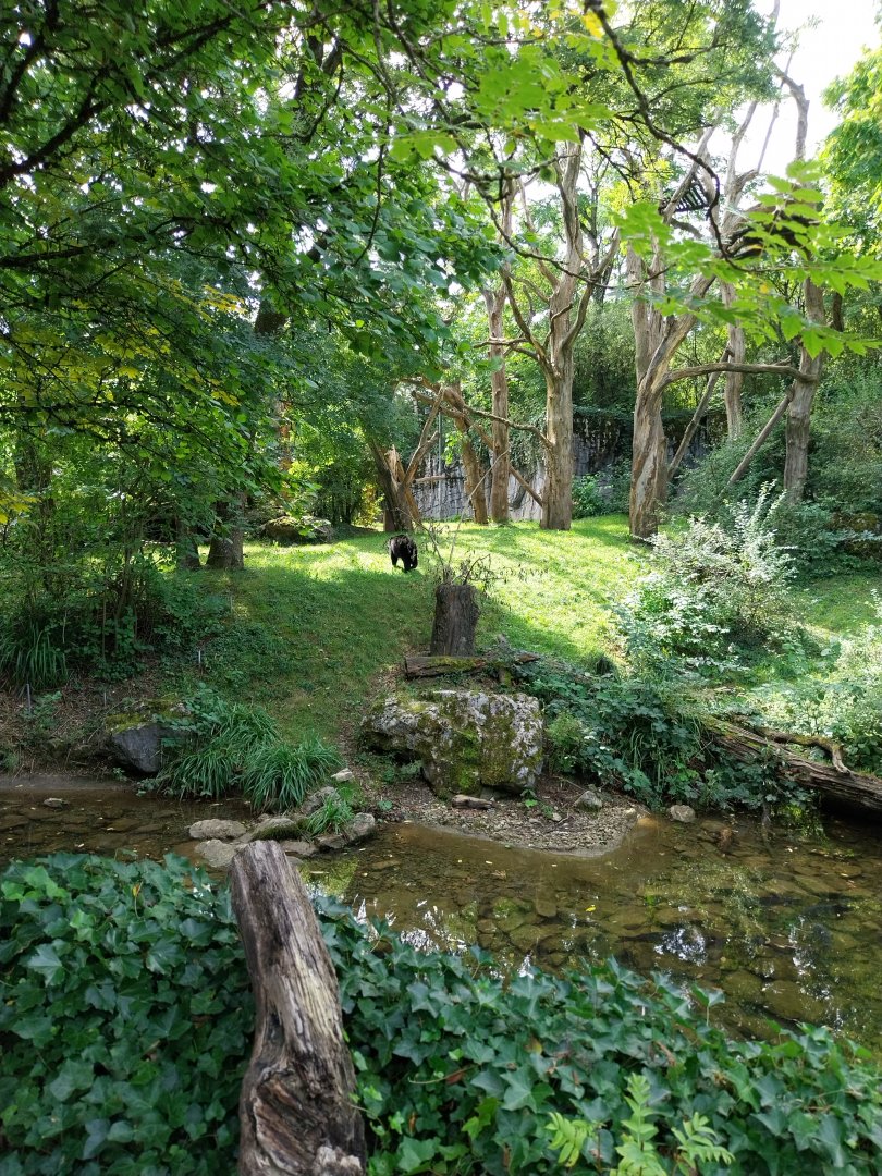 Sangay Bergnebelwald (spectacled bear)