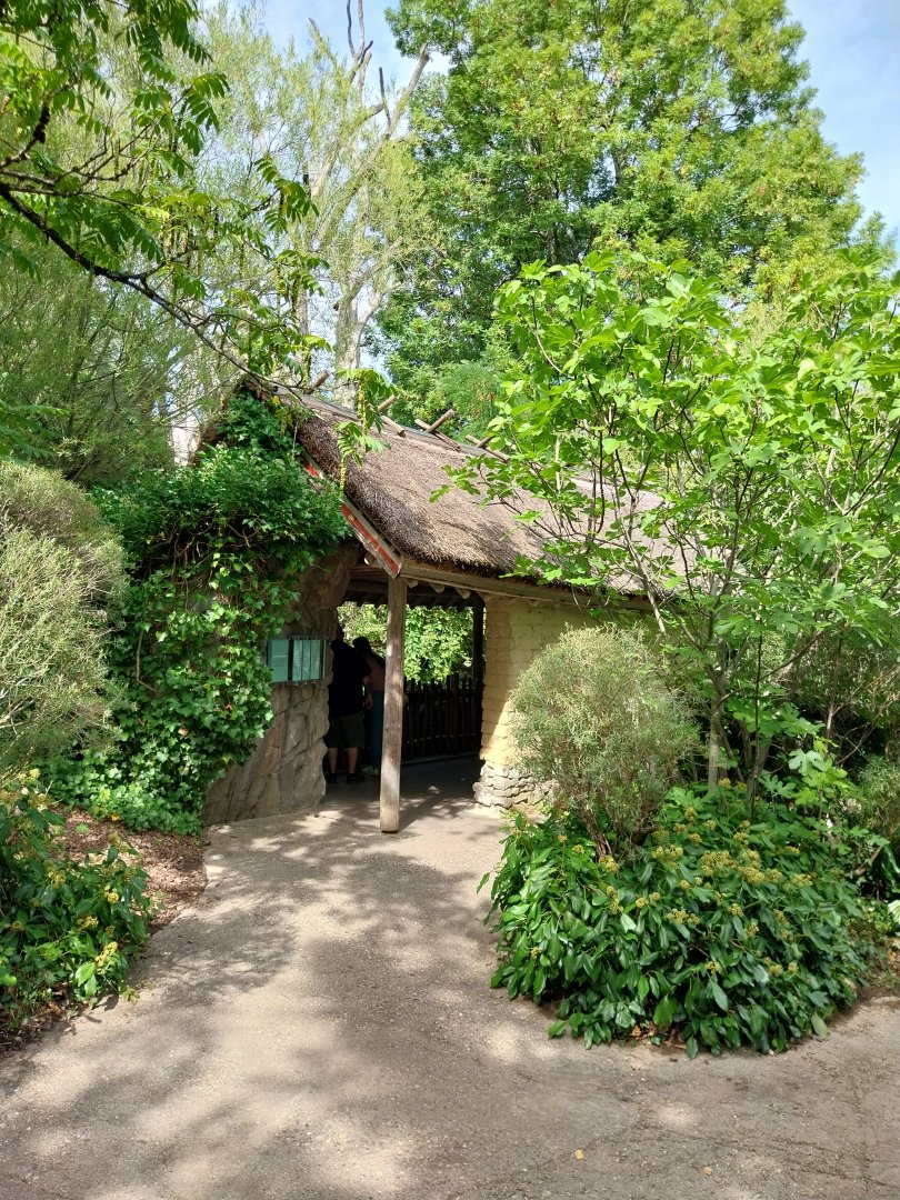 Sangay Bergnebelwald (spectacled bear)