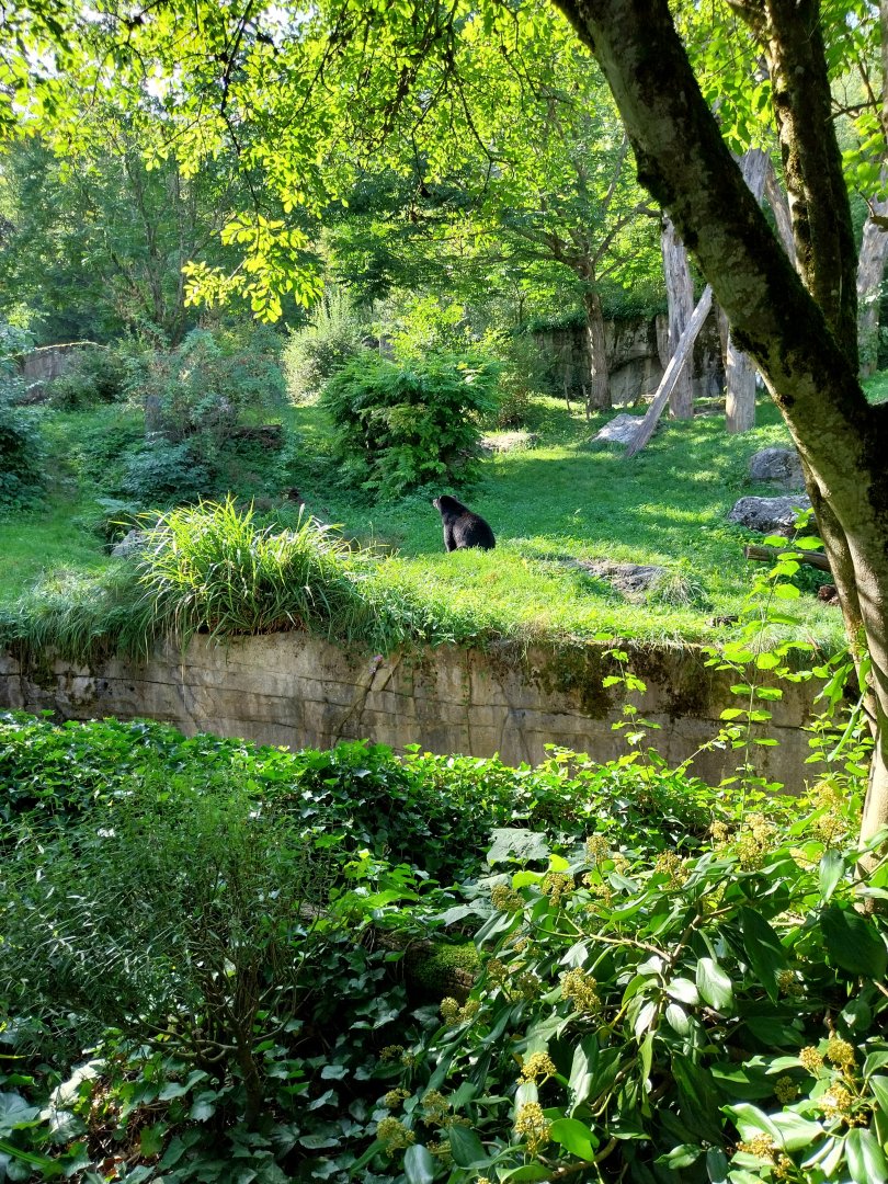 Sangay Bergnebelwald (spectacled bear)