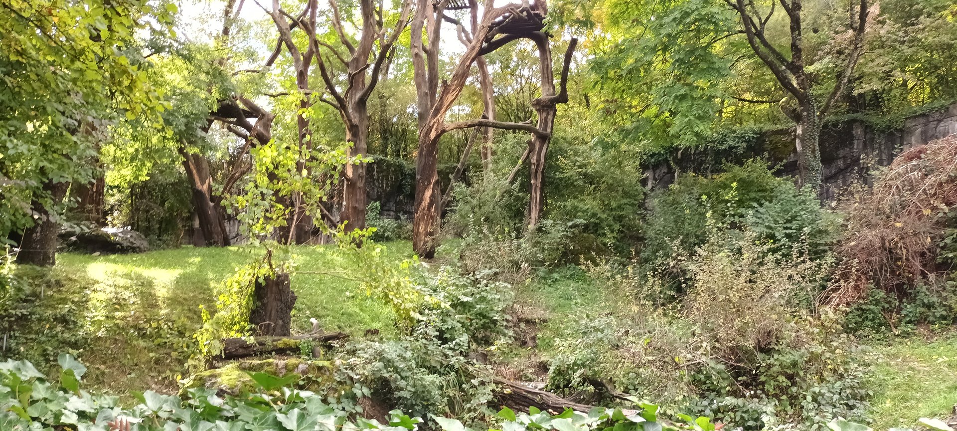 Sangay Brown noased Coati and Andean Bear Enclosure