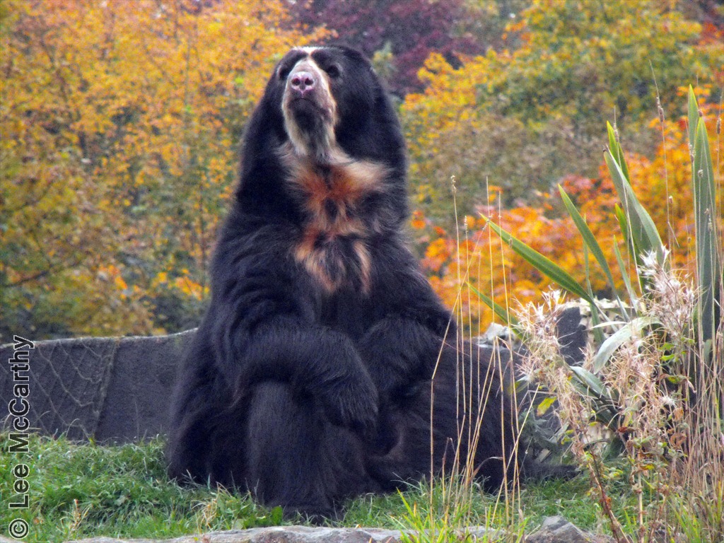 Sangay Chester Zoo 31st October 2010