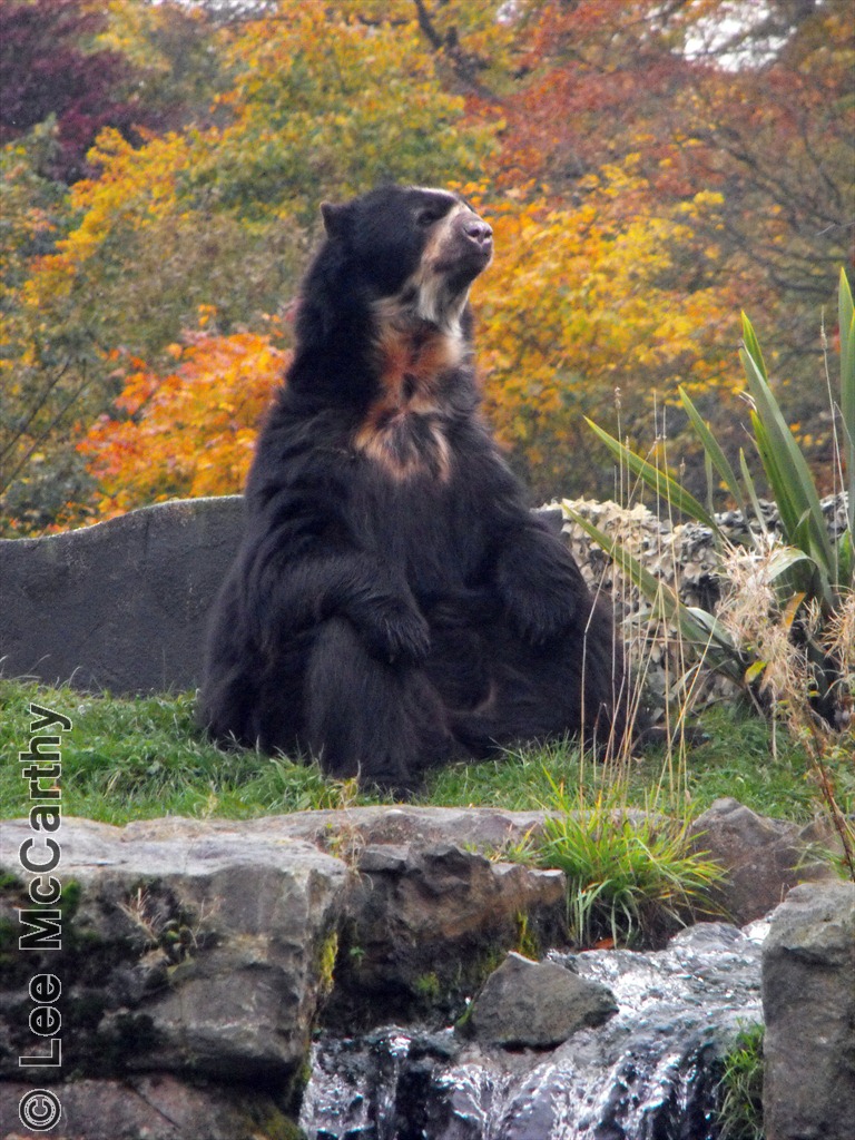 Sangay the Spectacled Bear Chester Zoo 31st October 2010