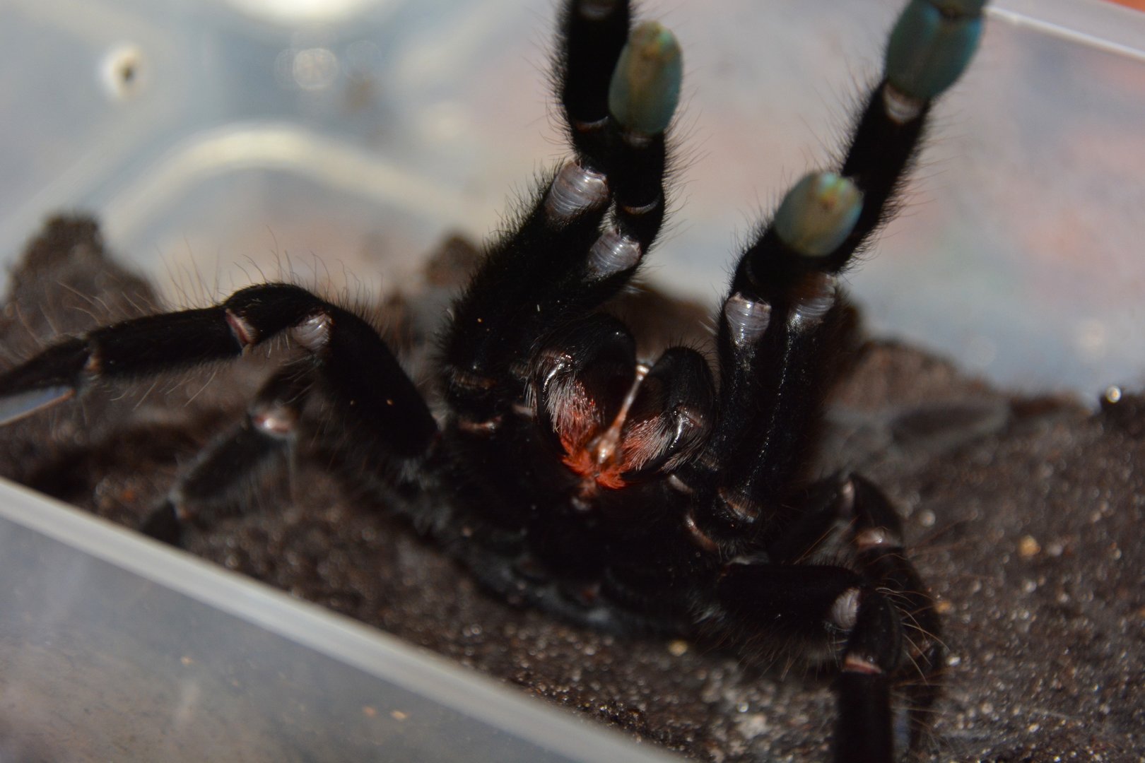 Sangihe black tarantula (Lampropelma nigerrimum)