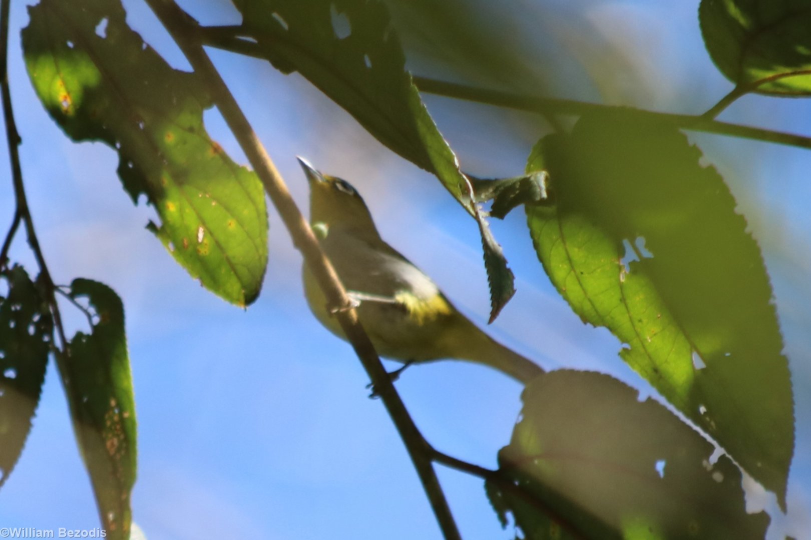 Sangkar White-eye - Tapan Road