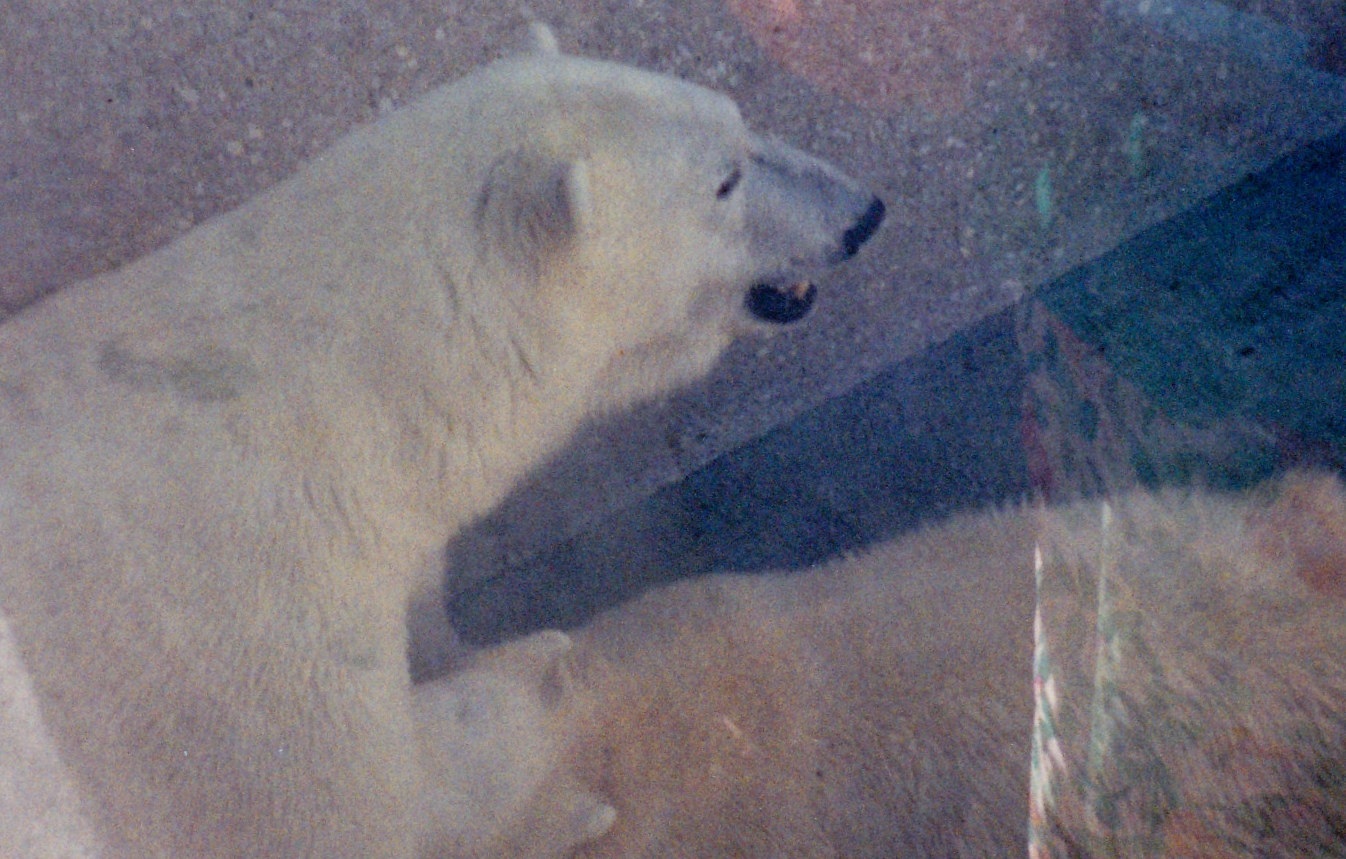 Sanikiluaq Nursing Sangilak 1993