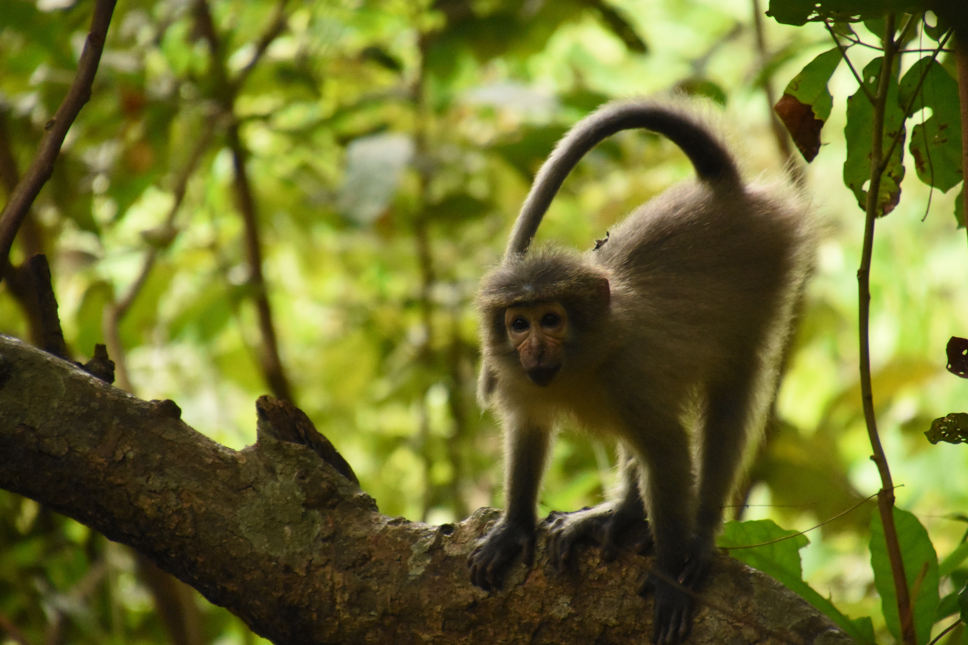 Sanje mangabey
