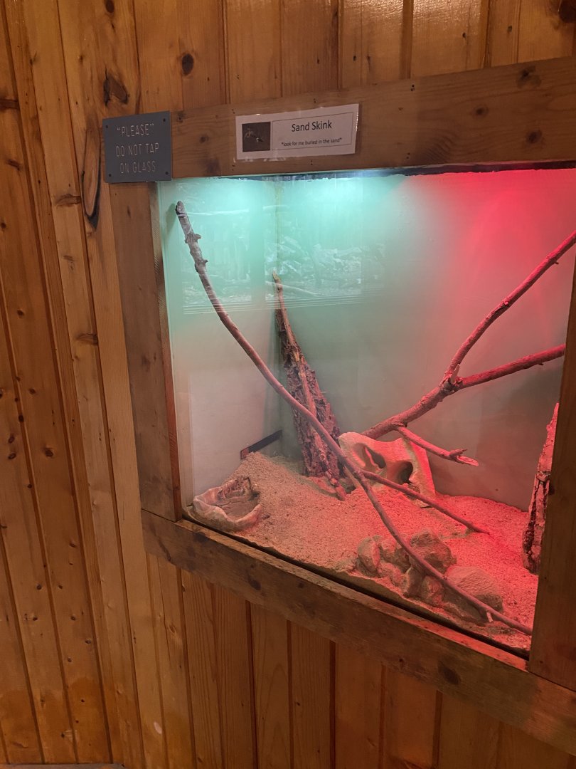 Sank Skink Terrarium