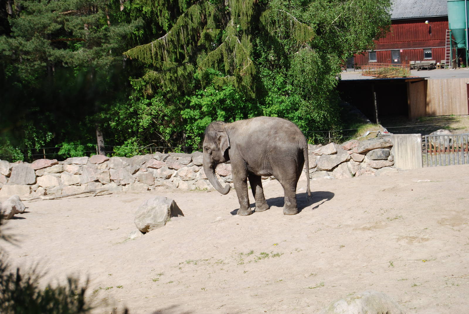 Sanoi , The Elephant