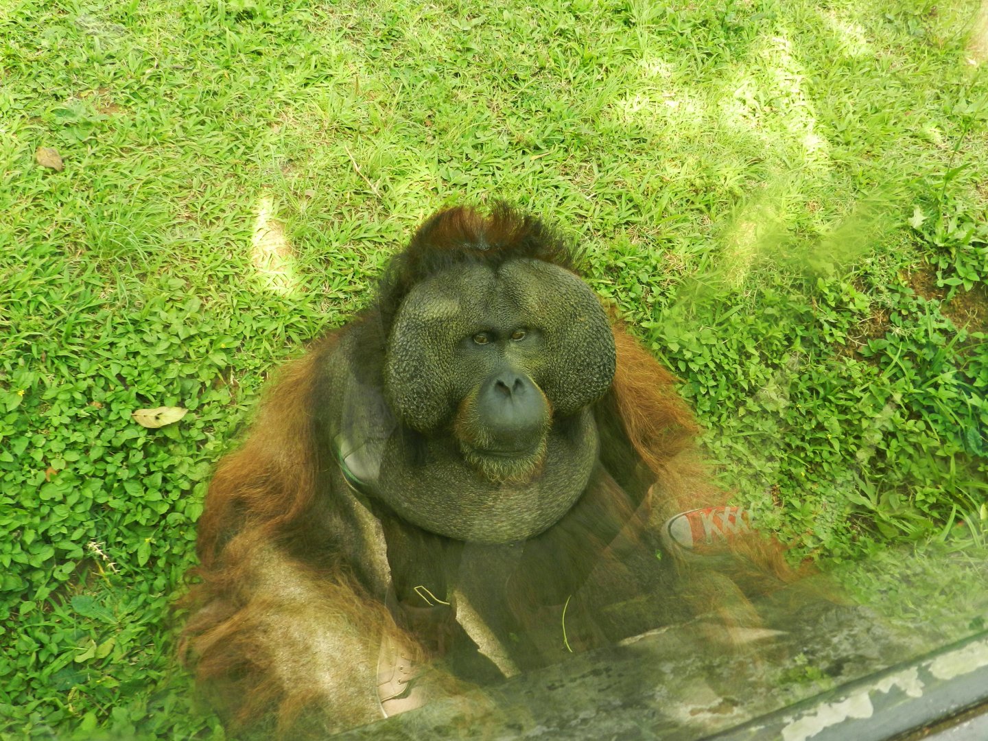 "Sansão", the bornean orangutan - Zoo São Paulo