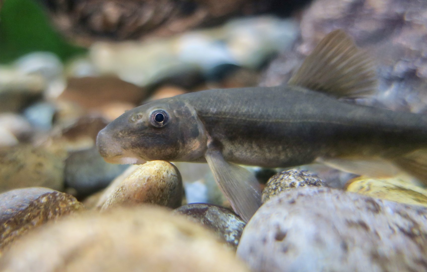 Santa Ana Sucker (Pantosteus santaanae)