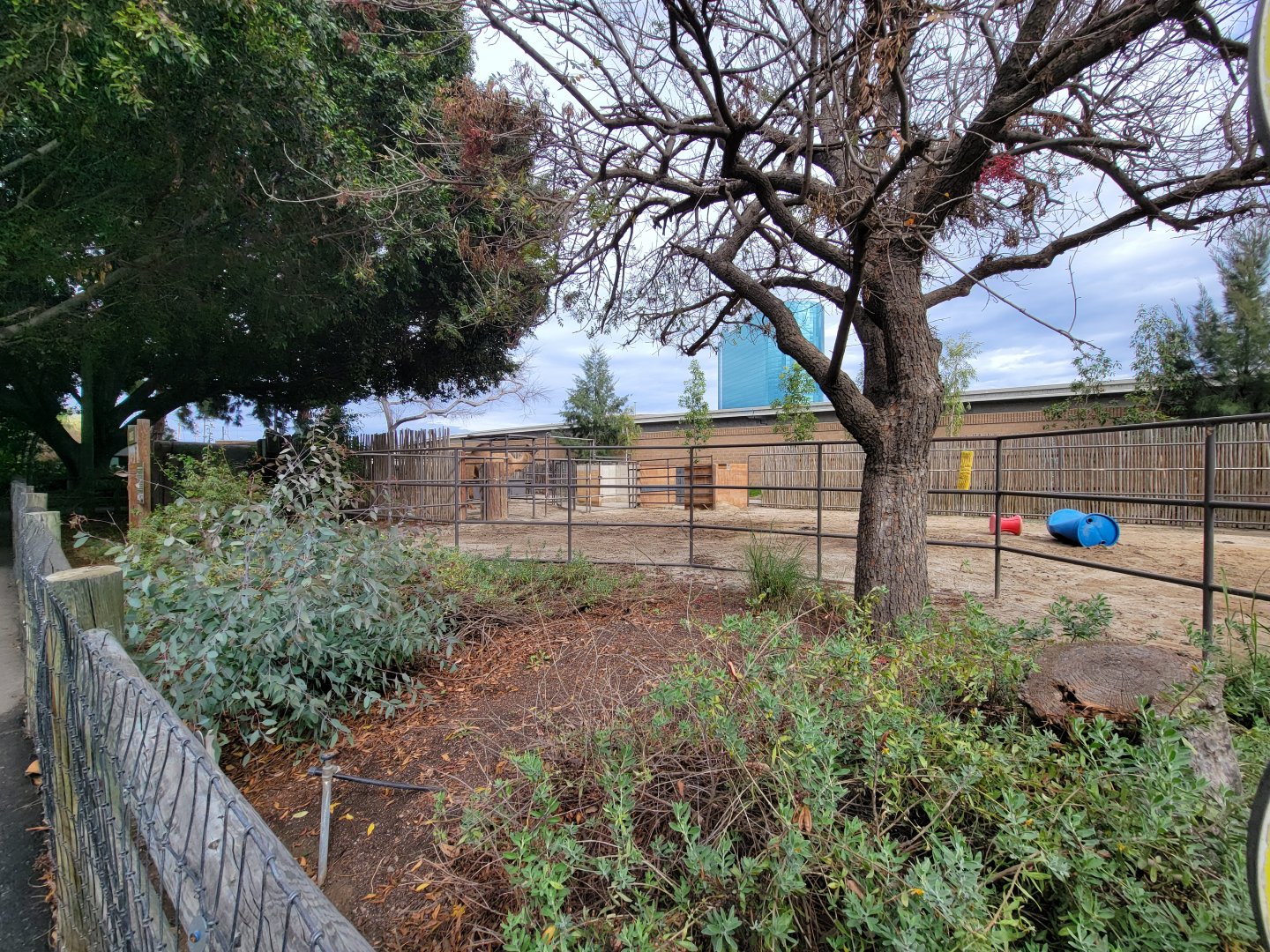 Santa Ana Zoo - Bactrian and Dromedary yard