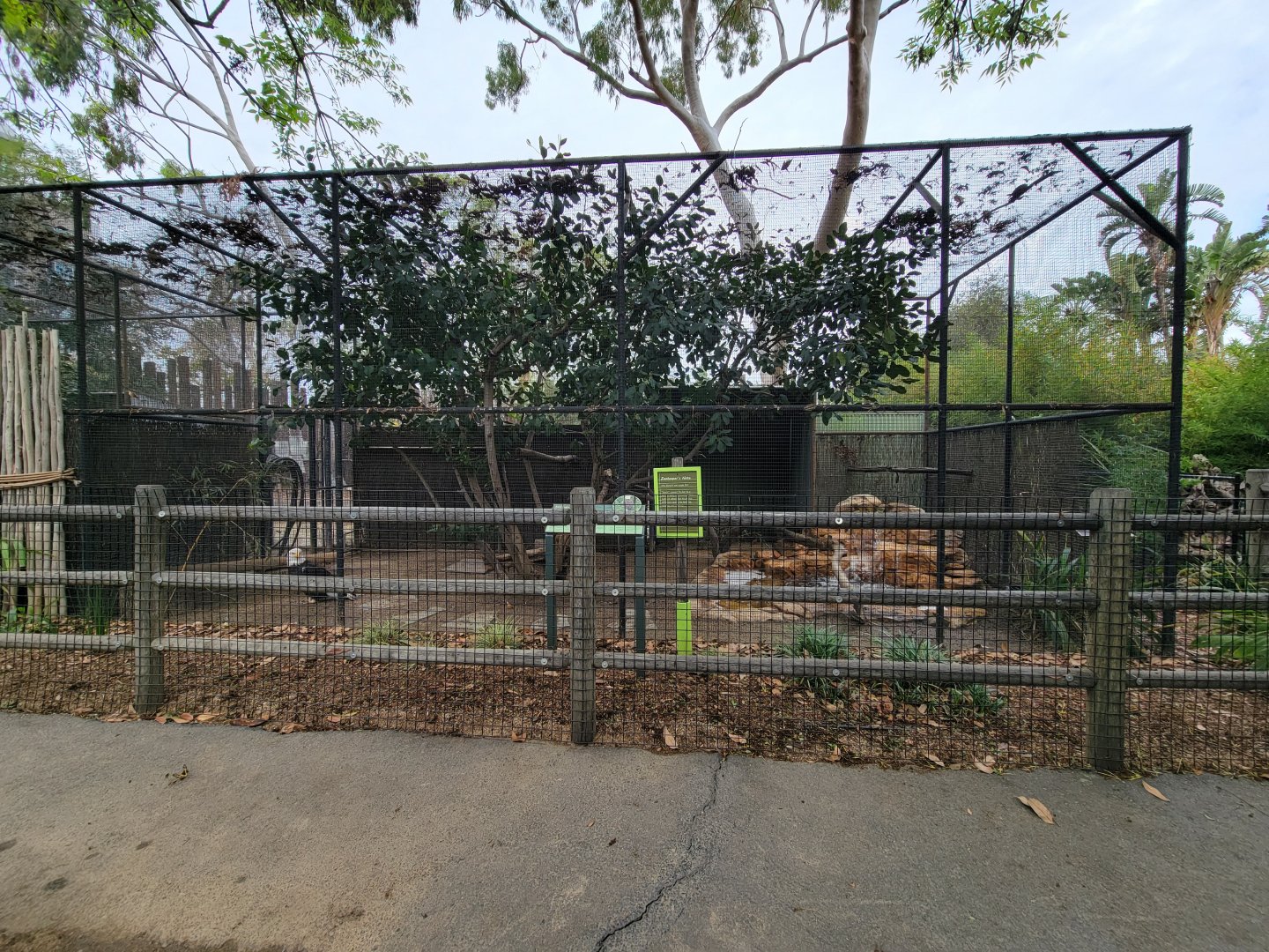 Santa Ana Zoo - Bald eagle