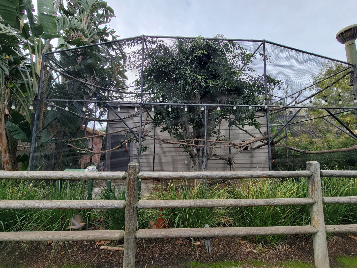 Santa Ana Zoo - Black and white ruffed lemur exhibit