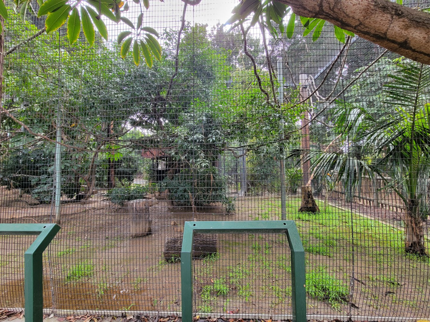 Santa Ana Zoo - Black howler exhibit