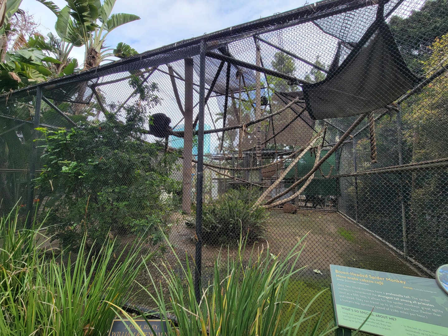 Santa Ana Zoo - Brown-headed spider monkey exhibit