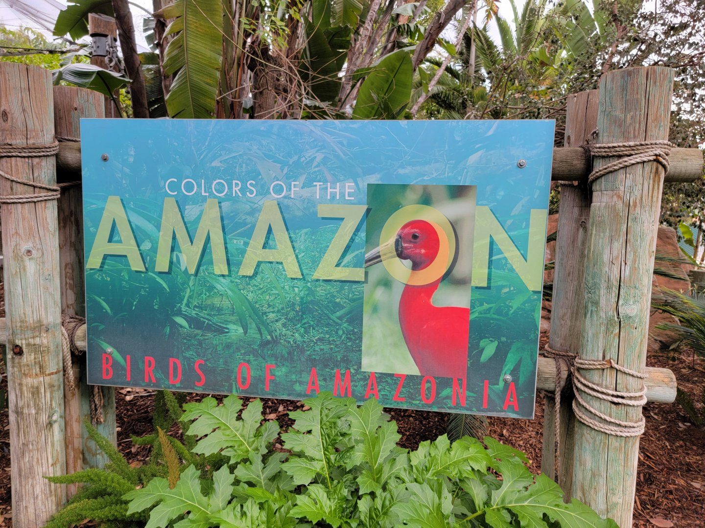 Santa Ana Zoo - Colors of the Amazon aviary