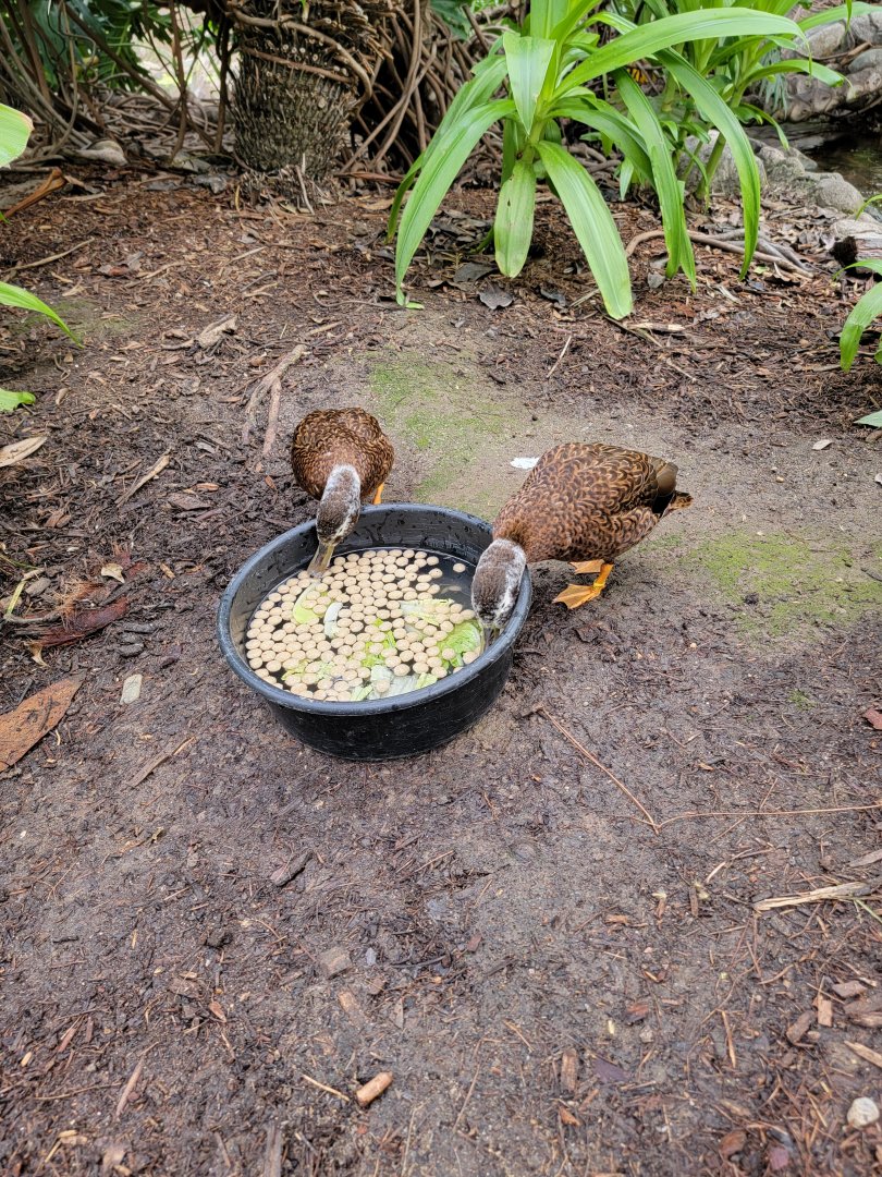 Santa Ana Zoo - Colors the Amazon aviary, pair of Laysan ducks