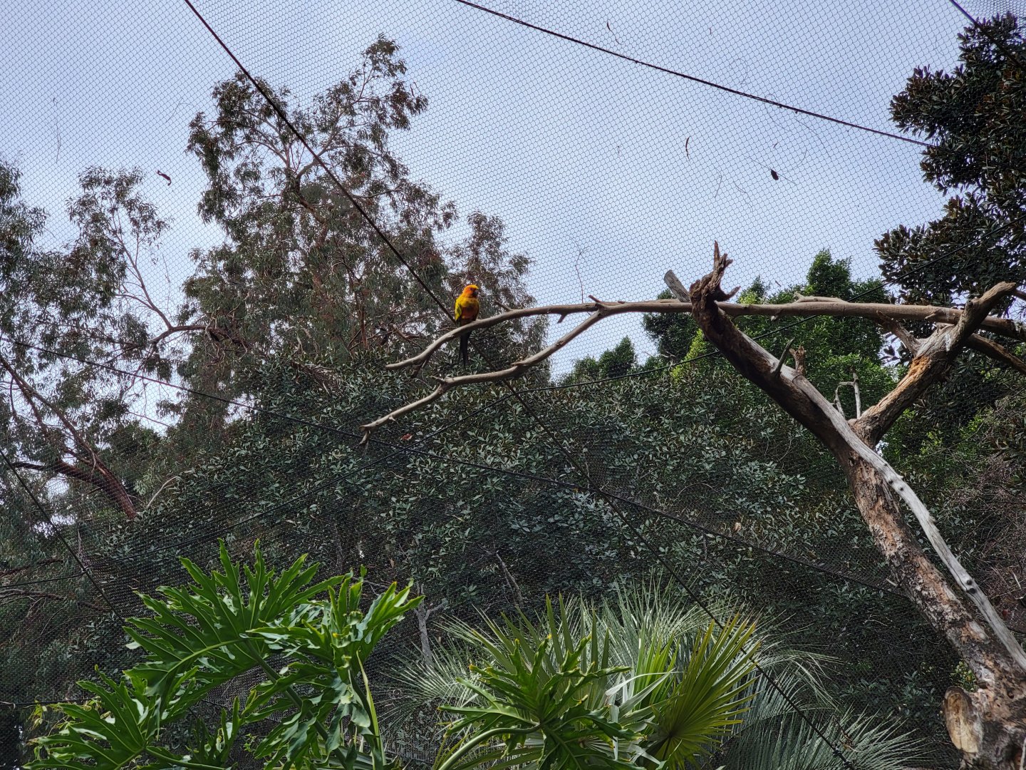 Santa Ana Zoo - Colors the Amazon aviary, Sun conure