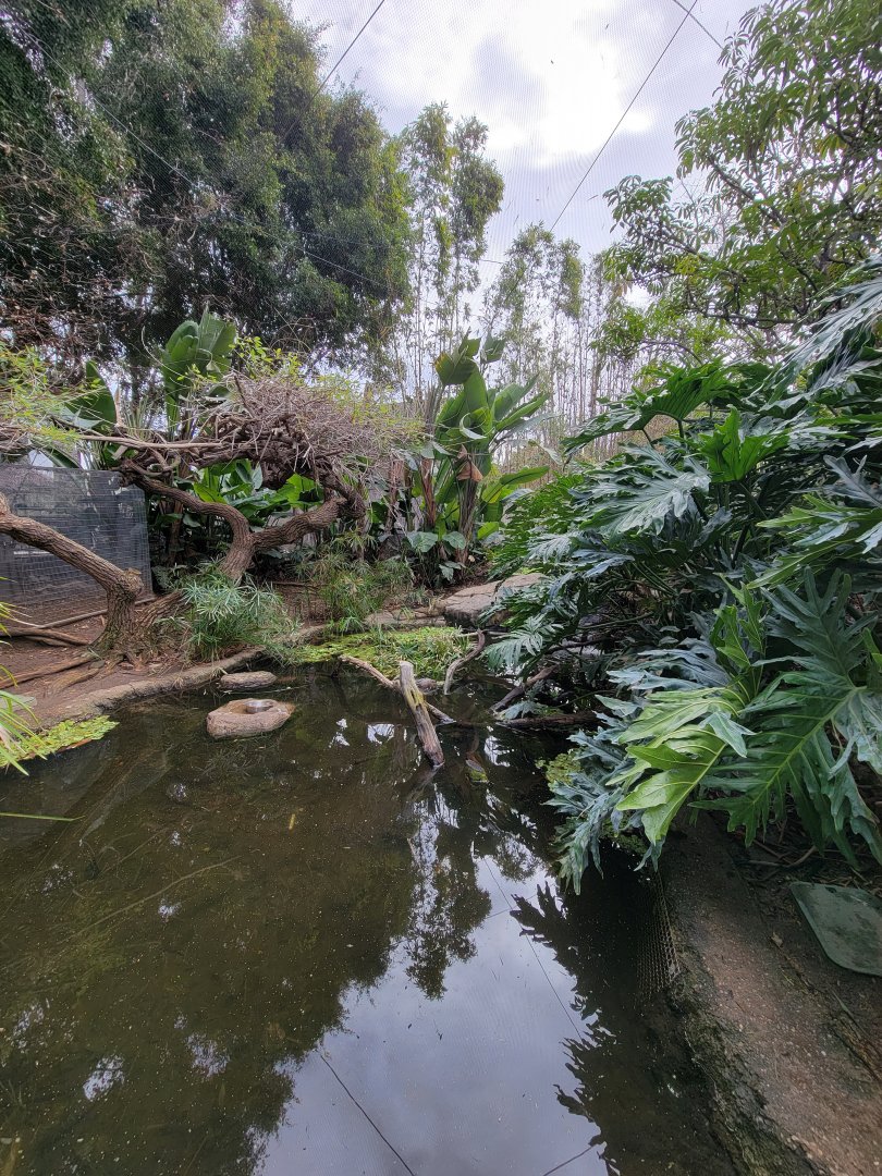 Santa Ana Zoo - Colors the Amazon aviary, Sunbittern