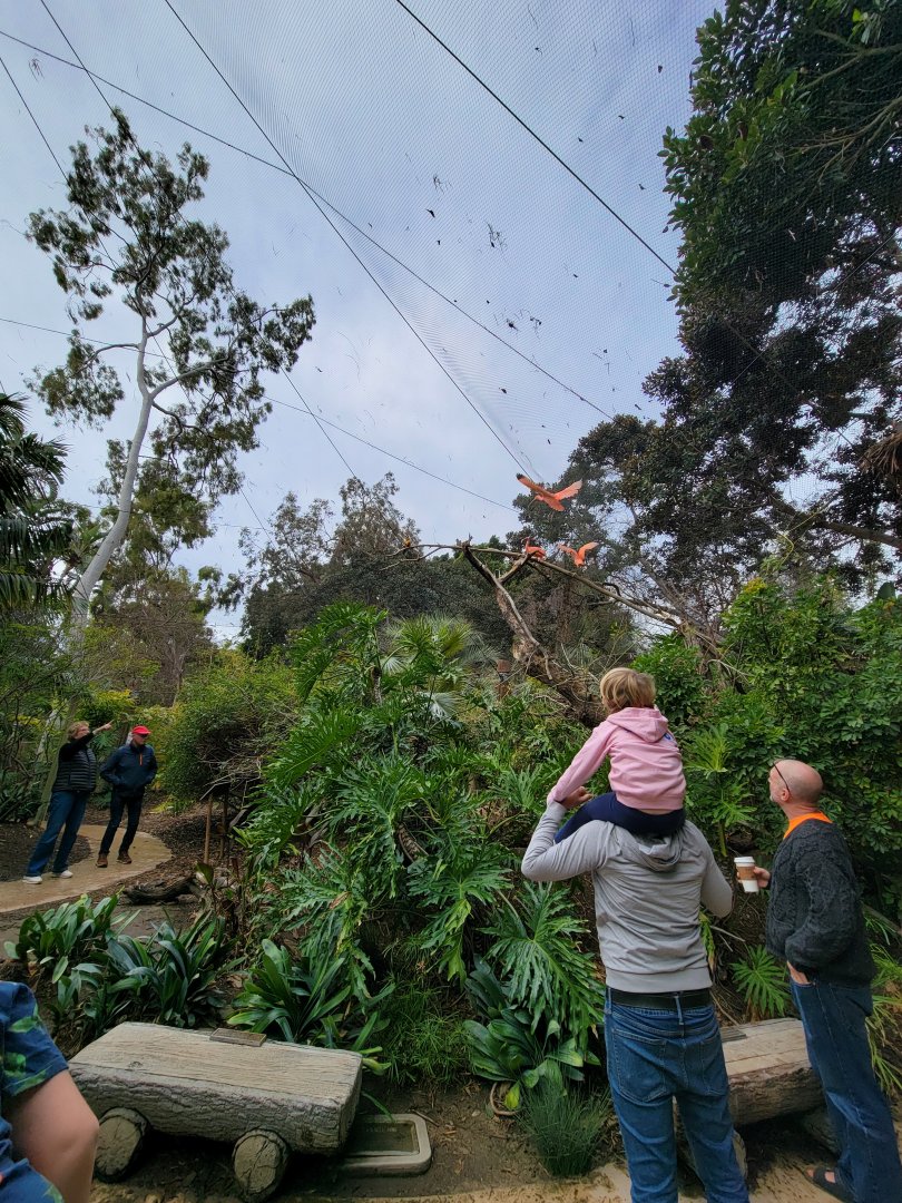 Santa Ana Zoo - Colors the Amazon aviary, trio of scarlet ibis