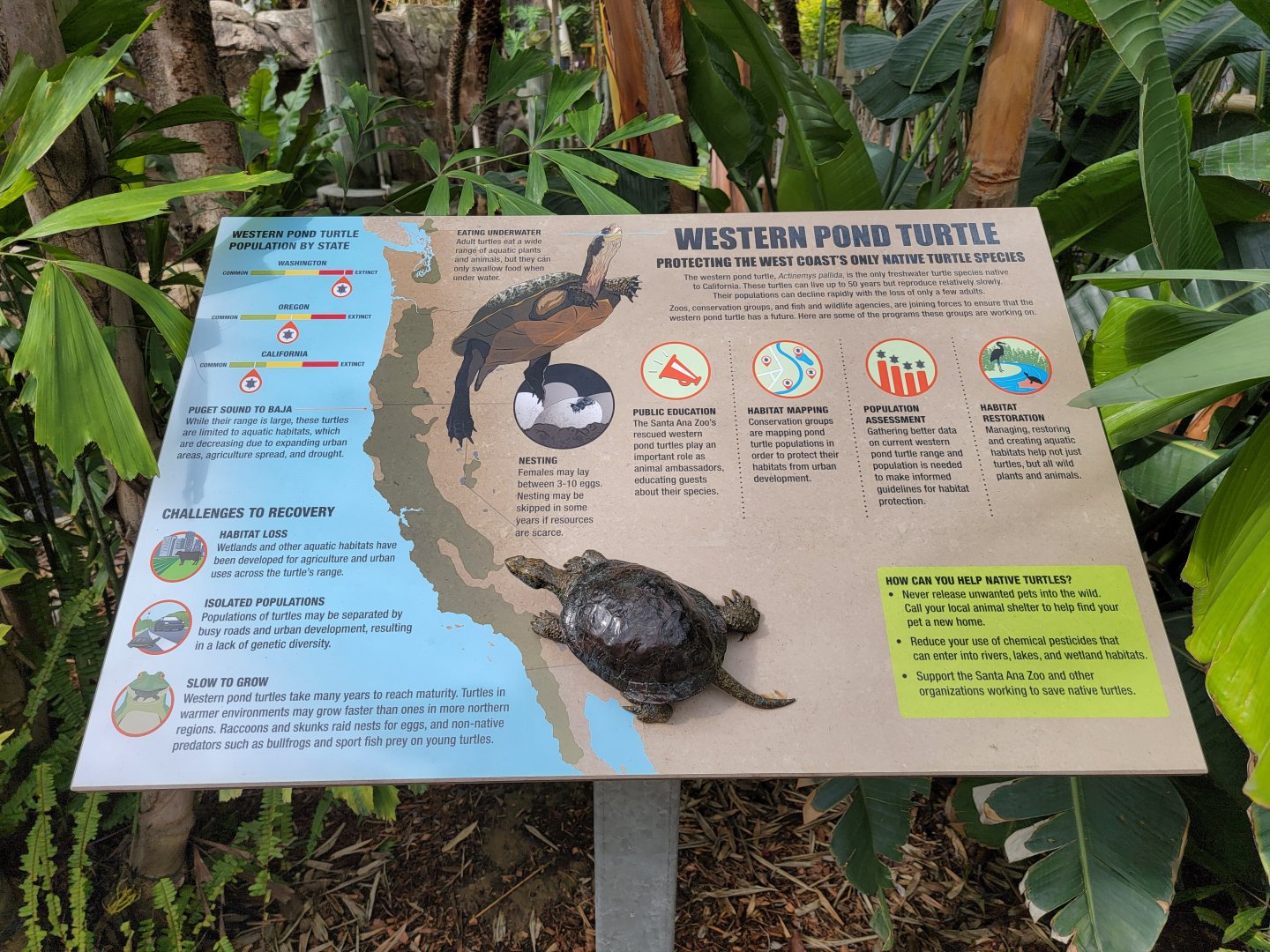 Santa Ana Zoo - Colors the Amazon aviary, Western Pond Turtle info