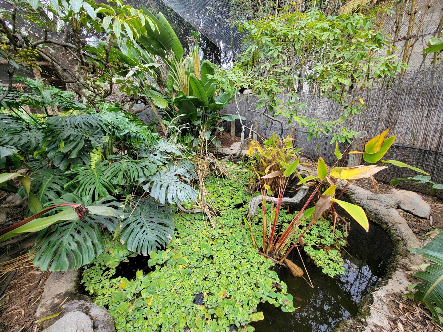 Santa Ana Zoo - Colors the Amazon aviary